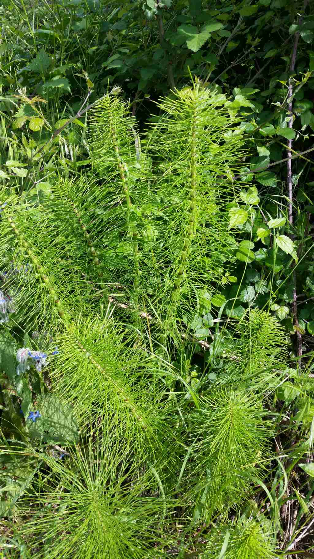 Equiseto?  S ! Equisetum telmateia  (Sphenopsida... Equisetaceae)